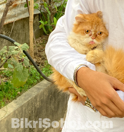 Exotic And Traditional Persian Male.